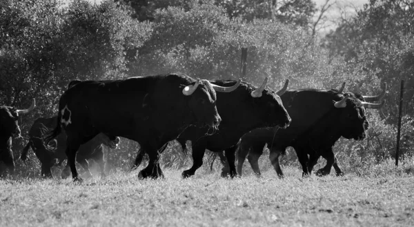 Típico Touro Espanhol Com Grandes Chifres Olhar Desafiador — Fotografia de Stock