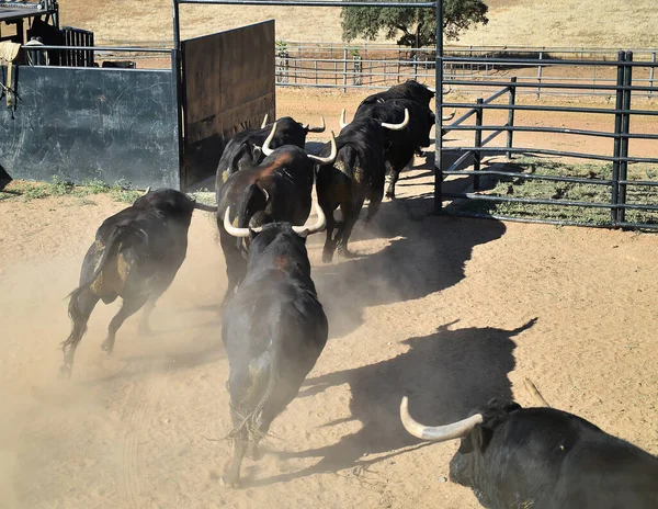 Típico Touro Espanhol Com Grandes Chifres Olhar Desafiador — Fotografia de Stock