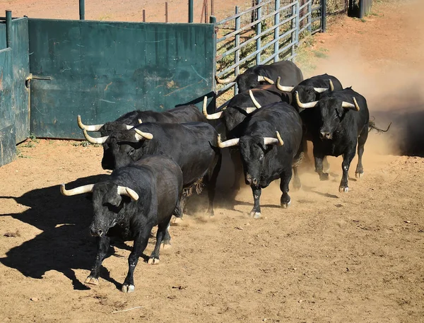 Toro Típico Español Con Cuernos Grandes Mirada Desafiante — Foto de Stock