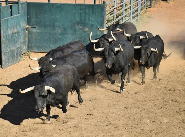 Toro Típico Español Con Cuernos Grandes Mirada Desafiante — Foto de Stock