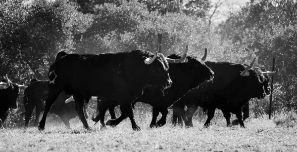 Taureau Espagnol Typique Avec Grandes Cornes Regard Stimulant — Photo