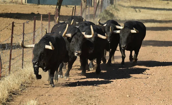 Typical Spanish Bull Big Horns Challenging Gaze — Stock Photo, Image