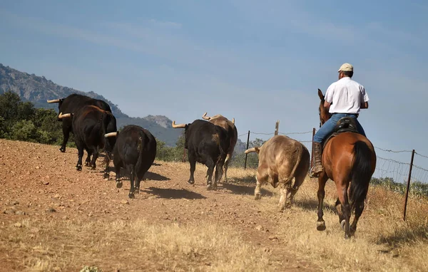 Een Typische Spaanse Stier Met Grote Hoorns Uitdagende Blik — Stockfoto