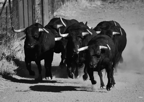Een Typische Spaanse Stier Met Grote Hoorns Uitdagende Blik — Stockfoto