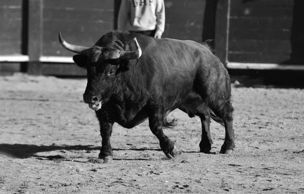Toro Típico Español Con Cuernos Grandes Mirada Desafiante —  Fotos de Stock