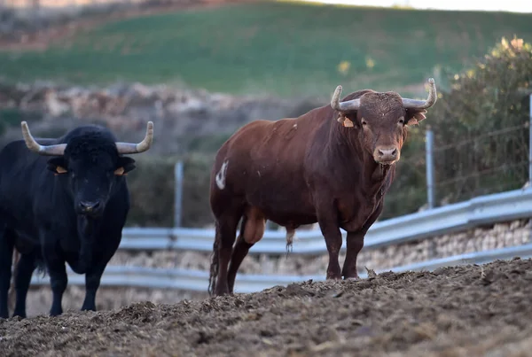 Toro Típico Español Con Cuernos Grandes Mirada Desafiante —  Fotos de Stock