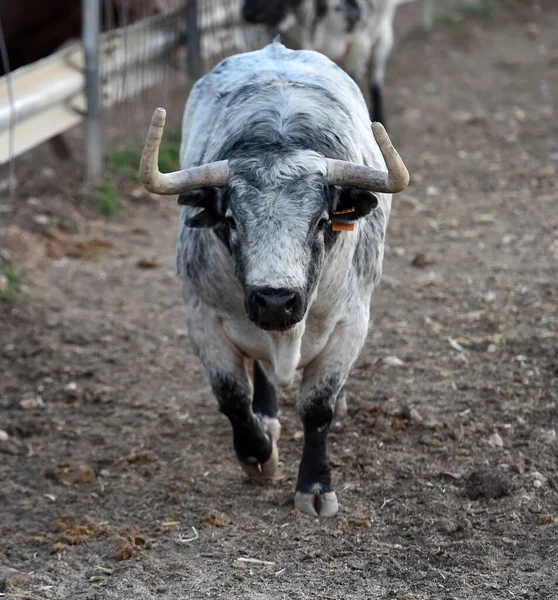一种典型的西班牙公牛 有很大的角和富有挑战性的目光 — 图库照片