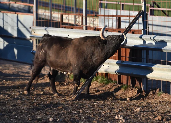 Ein Typischer Spanischer Stier Mit Großen Hörnern Und Herausforderndem Blick — Stockfoto