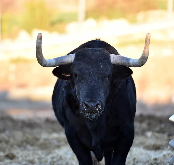 Ein Typischer Spanischer Stier Mit Großen Hörnern Und Herausforderndem Blick — Stockfoto