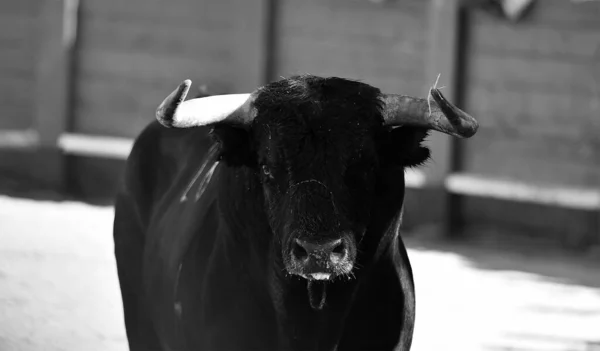 Ein Typischer Spanischer Stier Mit Großen Hörnern Und Herausforderndem Blick — Stockfoto