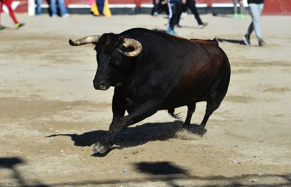 大きな角と挑戦的な視線を持つ典型的なスペインの雄牛です — ストック写真