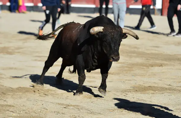 Típico Touro Espanhol Com Grandes Chifres Olhar Desafiador — Fotografia de Stock