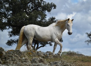 İspanyol güzel atı tarlada
