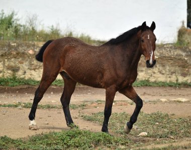 İspanyol güzel atı tarlada