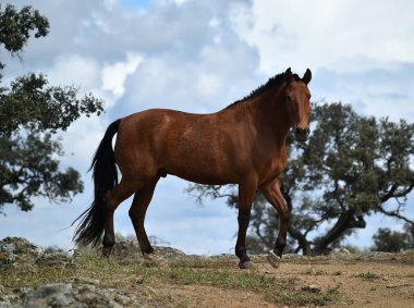 İspanyol güzel atı tarlada