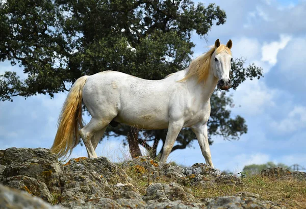 Español Hermoso Caballo Campo — Foto de Stock