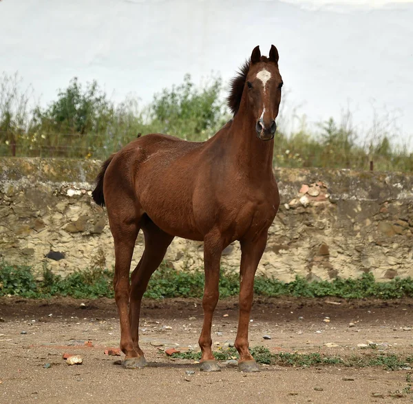 Espanhol Belo Cavalo Campo — Fotografia de Stock