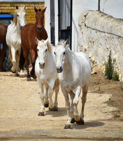 Hiszpański Piękny Koń Polu — Zdjęcie stockowe
