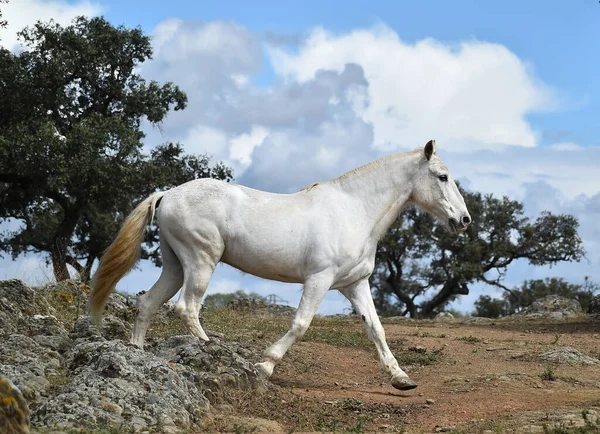 Spanyol Güzel Atı Tarlada — Stok fotoğraf