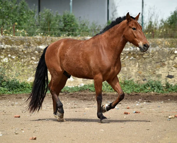 Spanska Vacker Häst Fältet — Stockfoto