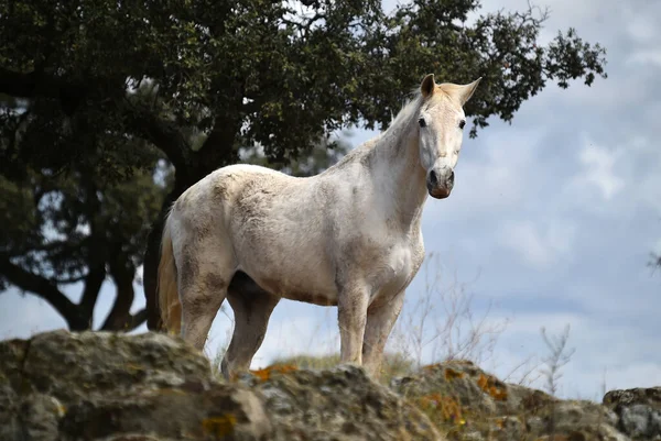 Іспанський Красивий Кінь Поле — стокове фото