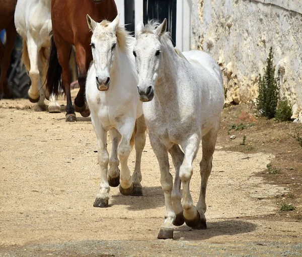 Іспанський Красивий Кінь Поле — стокове фото