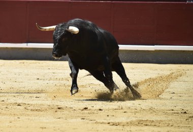 İspanya boğa güreşi gösterisinde güçlü siyah bir boğa.