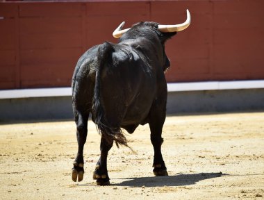 İspanya boğa güreşi gösterisinde güçlü siyah bir boğa.