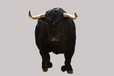 İspanya boğa güreşi gösterisinde güçlü siyah bir boğa.