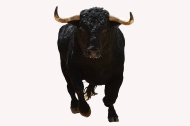 İspanya boğa güreşi gösterisinde güçlü siyah bir boğa.