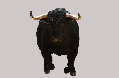 İspanya boğa güreşi gösterisinde güçlü siyah bir boğa.