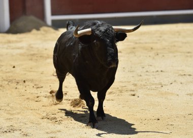 İspanya boğa güreşi gösterisinde güçlü siyah bir boğa.