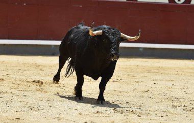 İspanya boğa güreşi gösterisinde güçlü siyah bir boğa.