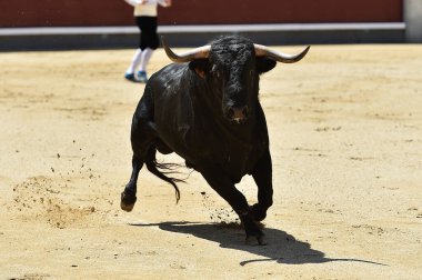 İspanya boğa güreşi gösterisinde güçlü siyah bir boğa.