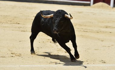 İspanya boğa güreşi gösterisinde güçlü siyah bir boğa.
