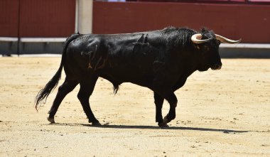 İspanya boğa güreşi gösterisinde güçlü siyah bir boğa.