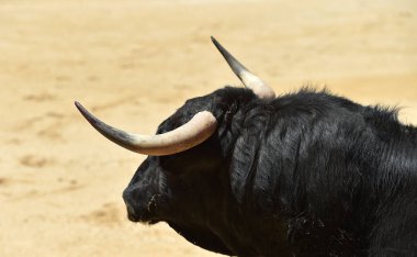 İspanya boğa güreşi gösterisinde güçlü siyah bir boğa.
