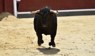 İspanya boğa güreşi gösterisinde güçlü siyah bir boğa.