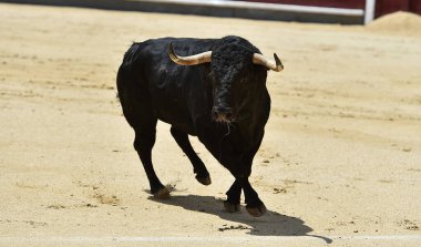 İspanya boğa güreşi gösterisinde güçlü siyah bir boğa.