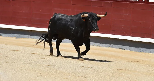 Touro Poderoso Preto Espetáculo Espanhol Tourada — Fotografia de Stock