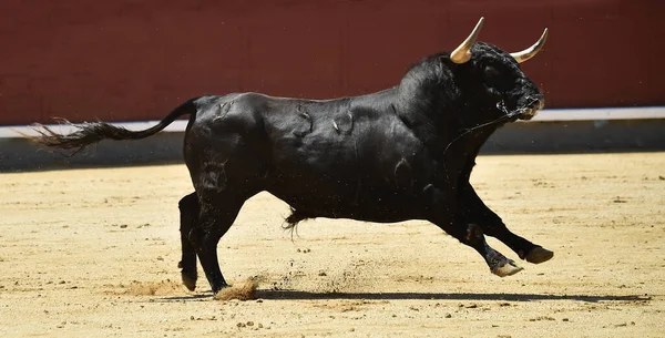 Egy Fekete Erős Bika Bikaviadal Spanyol Látványán — Stock Fotó