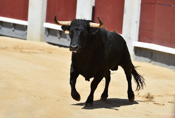 Poderoso Toro Negro Espectáculo Español Corridas Toros —  Fotos de Stock