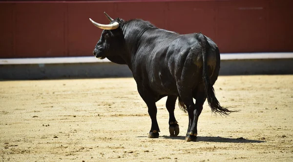 Czarny Potężny Byk Hiszpańskim Spektaklu Walki Byków — Zdjęcie stockowe