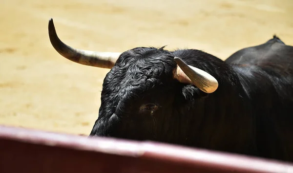 Poderoso Toro Negro Espectáculo Español Corridas Toros —  Fotos de Stock