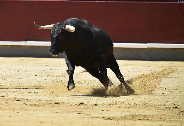 Czarny Potężny Byk Hiszpańskim Spektaklu Walki Byków — Zdjęcie stockowe