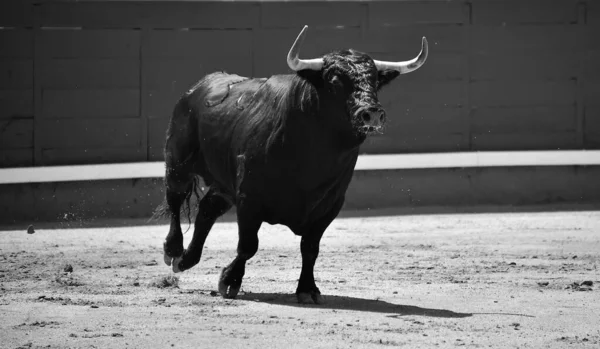 Touro Poderoso Preto Espetáculo Espanhol Tourada — Fotografia de Stock