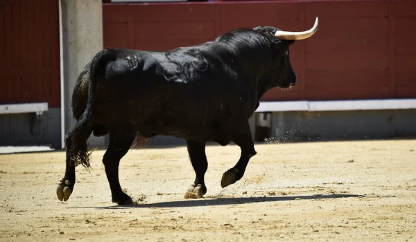 Černý Silný Býk Španělské Podívané Býčí Zápasy — Stock fotografie