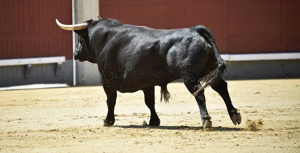 Černý Silný Býk Španělské Podívané Býčí Zápasy — Stock fotografie