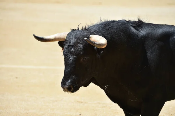 Poderoso Toro Negro Espectáculo Español Corridas Toros —  Fotos de Stock