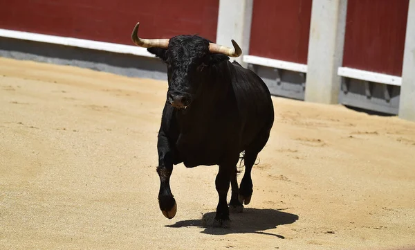 闘牛のスペインの光景に黒い強力な雄牛が — ストック写真